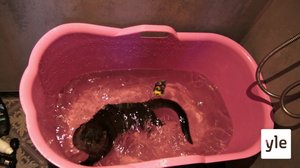 Luminen talvi (S): 18.02.2021 06.00