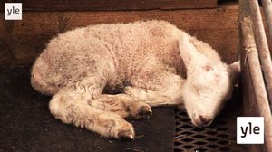 Villapaita: 27.02.2021 09.55