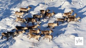 Suomenselän harvinainen metsäpeurakanta kasvoi huomattavasti: 25.02.2021 09.42