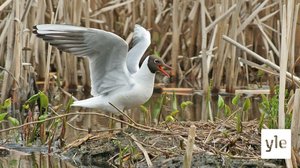 Tampereen Iidesjärvelle rakennetaan pesälauttoja vesilinnuille: 25.02.2021 15.24