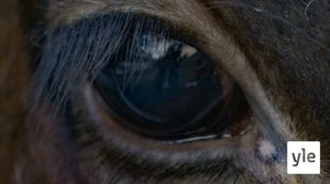 Näkymätön lehmä: 01.03.2021 00.01