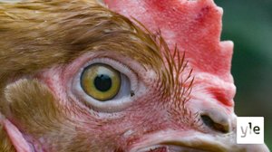 Tuntematon kana: 01.03.2021 00.01