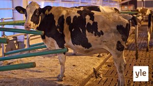 Suomalainen maitotila haluaa olla tehokas ja kehittää lehmien hyvinvointia: 03.03.2021 11.14