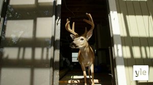 Avara luonto: Florida - eläinten paratiisi: 08.03.2021 06.00