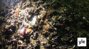 Itämeri pintaa syvemmältä: 15.03.2021 00.01