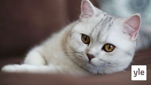 Vueʹss 2: Inkeri vuäǯǯ vueʹbb (S): 12.03.2021 00.00