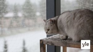 Vueʹss 3: Inkeri da Hertta tuʹtǩǩee muõtti (S): 12.03.2021 00.00