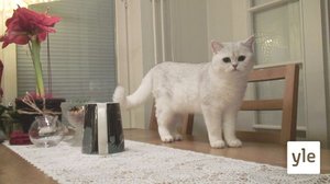 Vueʹss 4: Agent Hertta (S): 12.03.2021 00.00