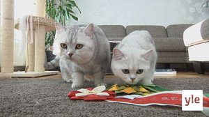 Vueʹss 5: Hertta čuäjtõõzzâst (S): 12.03.2021 00.00