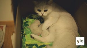 Vueʹss 6: Hertta oođi  (S): 12.03.2021 00.00