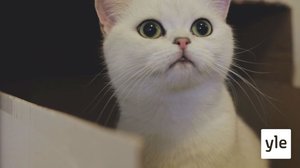 Vueʹss 7: Vieʹsseem äiʹǧǧ (S): 12.03.2021 00.00