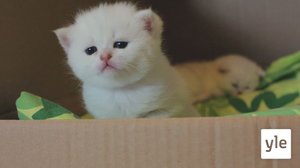 Vueʹss 8: Oođi tuʹtǩǩee maaiʹlm (S): 12.03.2021 00.00