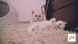 Vueʹss 9: Vuõssmõs šiil (S): 12.03.2021 00.00