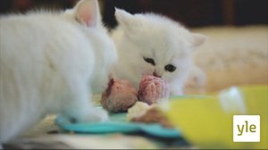 Vueʹss 10: Äiʹǧǧ njâʹdsted vuõigg porrmõõžž (S): 12.03.2021 00.00