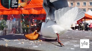 Lokkihaittoja voi torjua ennalta - suorana klo 15.15: 18.03.2021 15.22