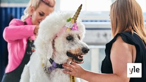 Keijupölyä ja taikatemppuja: 23.03.2021 00.01