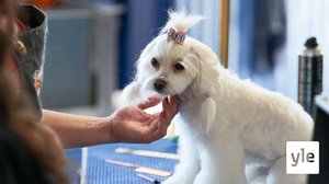 Kammat valmiiksi, kisa alkaa!: 23.03.2021 00.01