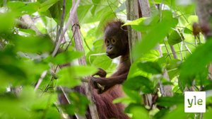 Avara luonto: Borneo, ihmeiden saari: 22.03.2021 06.00