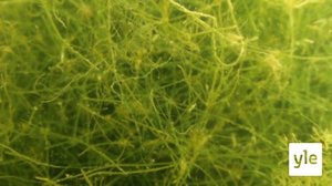 Itämeri pintaa syvemmältä: 29.03.2021 00.01