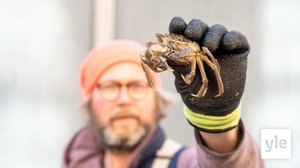 Tutkijat löysivät uuden syyn vieraslajien leviämiselle Suomeen: 31.03.2021 11.43