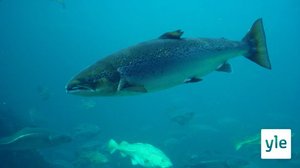 Norjalaistutkijat selvittävät kasvatuslohien hyvinvointia tarkkailemalla kalojen ääntä: 01.04.2021 11.07