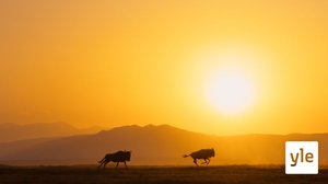 Aurinko: 03.04.2021 06.00