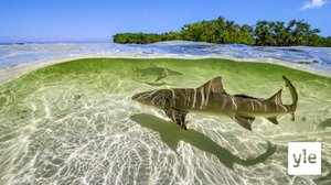 Meret: 03.04.2021 06.00