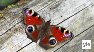 Kevät on herättänyt ensimmäiset perhoset : 06.04.2021 11.06