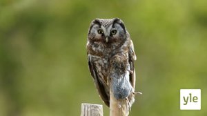 Luontoihmeitä 2017: 10.04.2021 06.00