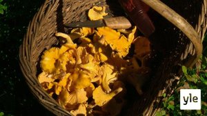 Etsi sieni!: 16.04.2021 06.00