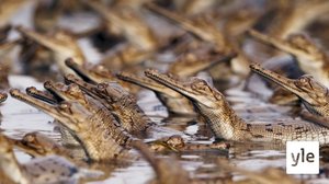 Gaviaali: 19.04.2021 06.00