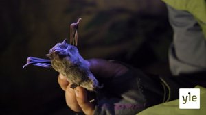 Lepakot: 19.04.2021 06.00