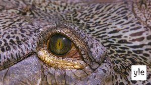 Kilpikonnat: 19.04.2021 06.00