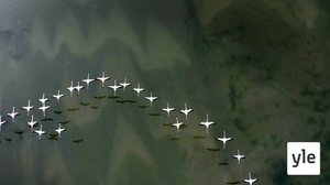 Muurahaiskäpy: 19.04.2021 06.00