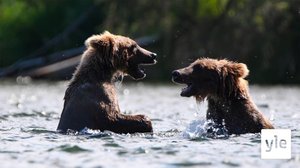 Avara luonto: Karhun elämää: 26.04.2021 06.00