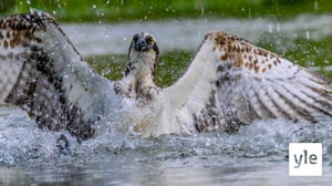 Sääksi kohtaa monia vaaroja muuttomatkallaan: 26.04.2021 12.14