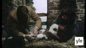 Meitä on moneksi (7): 03.05.2021 06.00