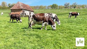 Tuoretta ruohoa syövä lehmä tuottaa maistuvampaa juustoa: 05.05.2021 11.17