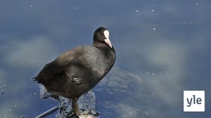 Luonto-Suomi - Suuri muuttolintuilta: 05.05.2021 20.01