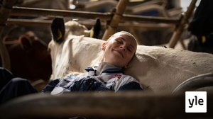 Navetta on Kristiina Mäkelälle henkireikä: "Lehmät ovat kuin psykologeja": 15.05.2021 00.01