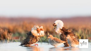 Suokukkouros on korea kuin barokista karannut herrasmies – soidin on meneillään Liminganlahdella: 21.05.2021 07.35