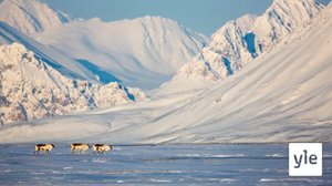 Villieläimiä tutkimassa: 25.05.2021 06.00