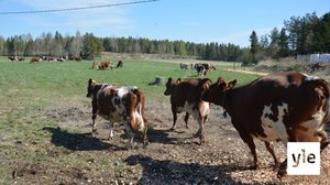 Svenska Yle live: Kosläpp i Liljendal: 24.05.2021 08.25