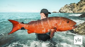 Loukussa hornansaarella: 31.05.2021 06.00