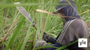 Arvokas lasti: 31.05.2021 06.00