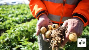 Varhaisperunan nosto alkoi Lounais-Suomen saaristossa: 31.05.2021 12.18