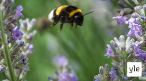 Suomen hyönteismaailma nopeassa muutoksessa: 01.06.2021 10.32