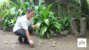 Yhdysvallat ei ole enää salvadorilaisten nuorten ykköstavoite: 02.06.2021 10.16