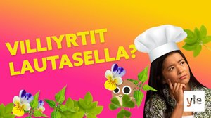 KIIA kokkaa VILLIYRTEISTÄ – Mitä PIHALTA voi syödä?: 02.06.2021 17.00