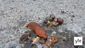 Havainnot espanjansiruetanoista lisääntyneet Jyväskylässä: 04.06.2021 09.30